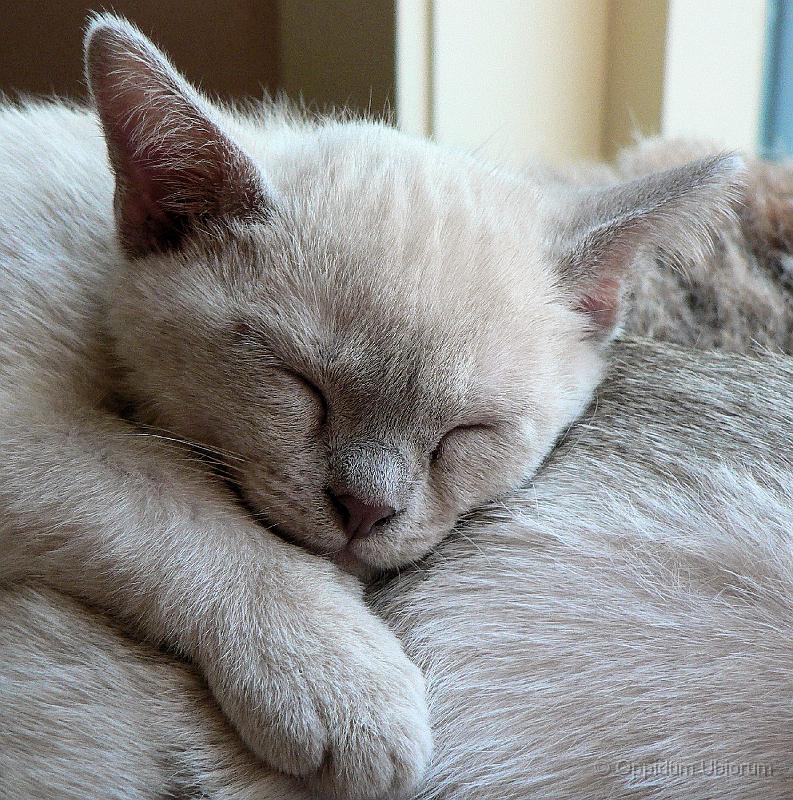 P1090841 purdey.JPG